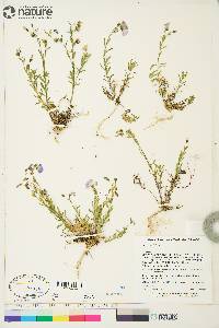 Linum lewisii image