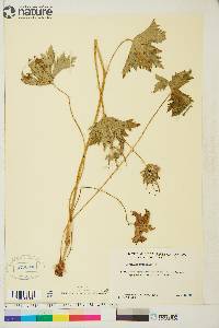 Geranium erianthum image