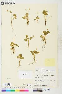 Viola renifolia image