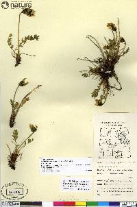 Oxytropis maydelliana image