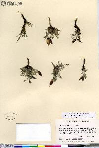 Oxytropis huddelsonii image