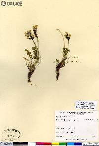 Oxytropis maydelliana image