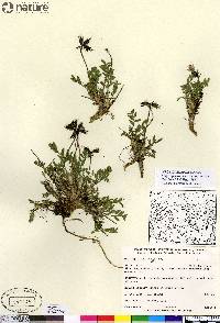 Oxytropis arctica image