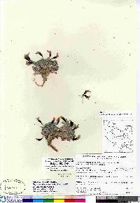 Oxytropis arctobia image