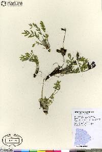 Oxytropis arctica var. arctica image