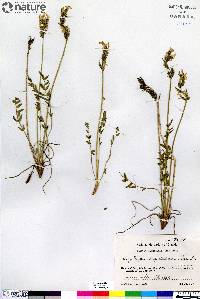 Oxytropis maydelliana image