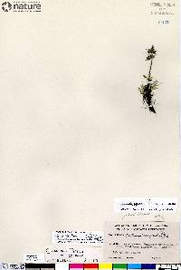 Oxytropis jordalii image
