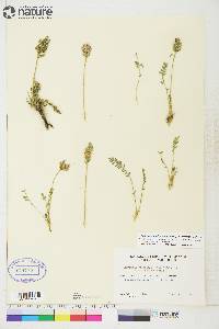 Oxytropis borealis var. sulphurea image