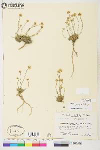 Draba oblongata image