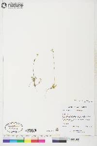 Draba oblongata image