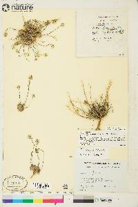 Draba oblongata image