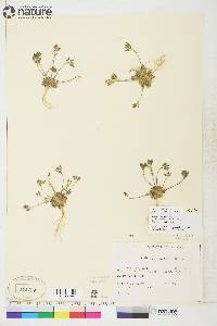 Draba oblongata image