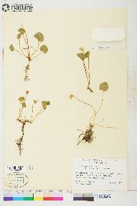 Viola epipsila subsp. repens image