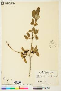 Shepherdia canadensis image