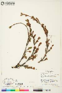 Shepherdia canadensis image