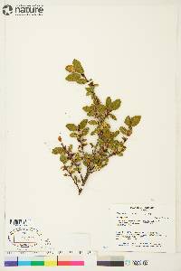 Shepherdia canadensis image