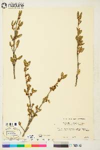 Shepherdia canadensis image