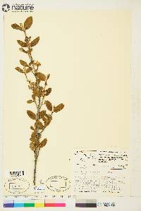 Shepherdia canadensis image