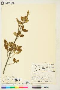 Shepherdia canadensis image