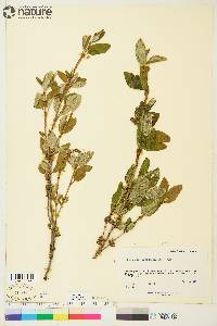 Shepherdia canadensis image