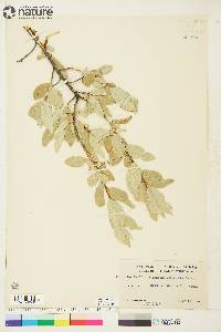 Elaeagnus commutata image