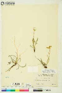 Bupleurum americanum image