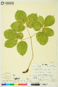 Aralia nudicaulis image