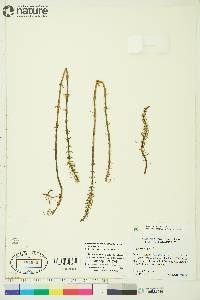 Hippuris vulgaris image