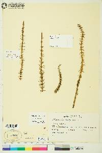 Hippuris vulgaris image