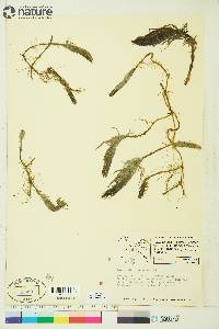 Hippuris vulgaris image