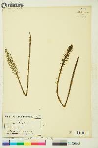 Hippuris vulgaris image