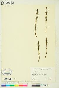 Hippuris vulgaris image