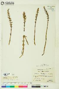 Hippuris tetraphylla image