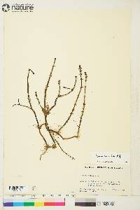 Hippuris lanceolata image