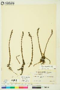 Hippuris lanceolata image