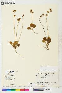 Pyrola chlorantha image