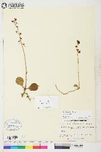 Pyrola asarifolia image