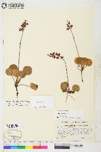 Pyrola asarifolia image