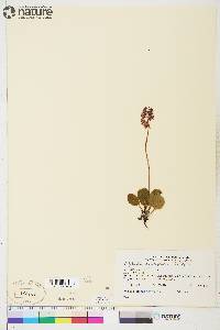 Pyrola asarifolia image