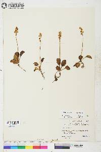 Pyrola minor image