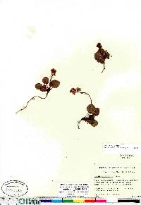 Pyrola grandiflora image