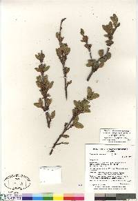 Shepherdia canadensis image