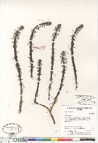 Hippuris vulgaris image