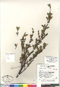 Shepherdia canadensis image