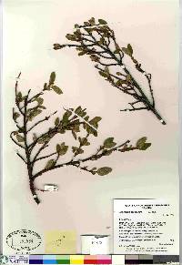 Shepherdia canadensis image