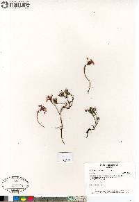 Andromeda polifolia image