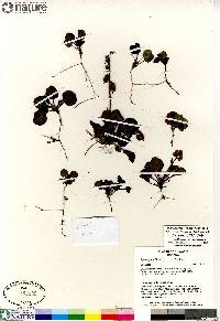 Pyrola grandiflora image