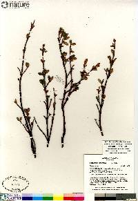 Shepherdia canadensis image