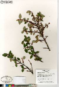 Shepherdia canadensis image