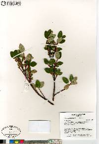 Shepherdia canadensis image